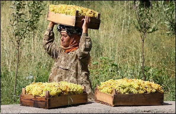 نهال انگور رزاقی شیرازی