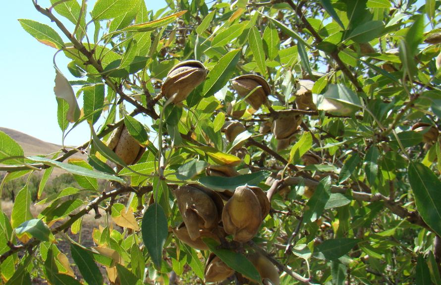 فروش بادام پسته ای