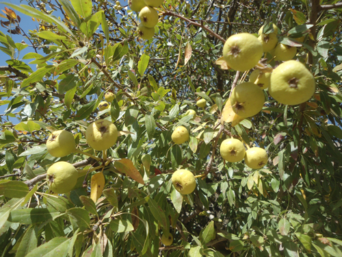 نهال گلابی جنگلی