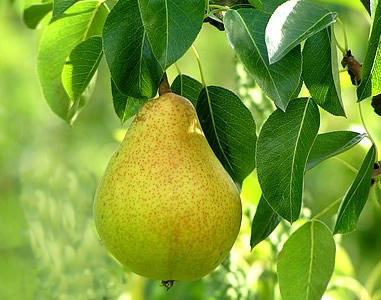 نهال گلابی بیروتی