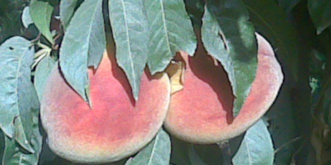 فروش نهال هلو