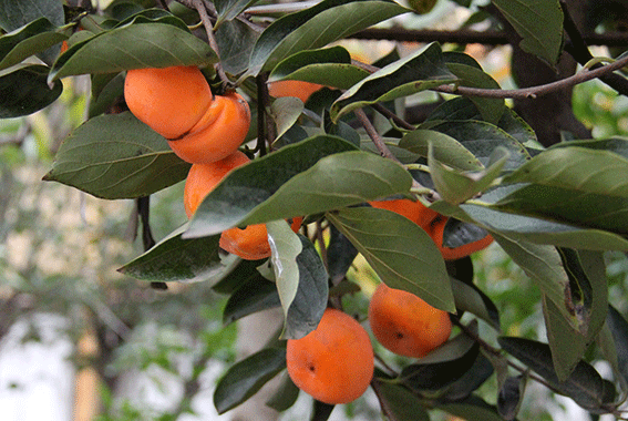 نهال خرمالو