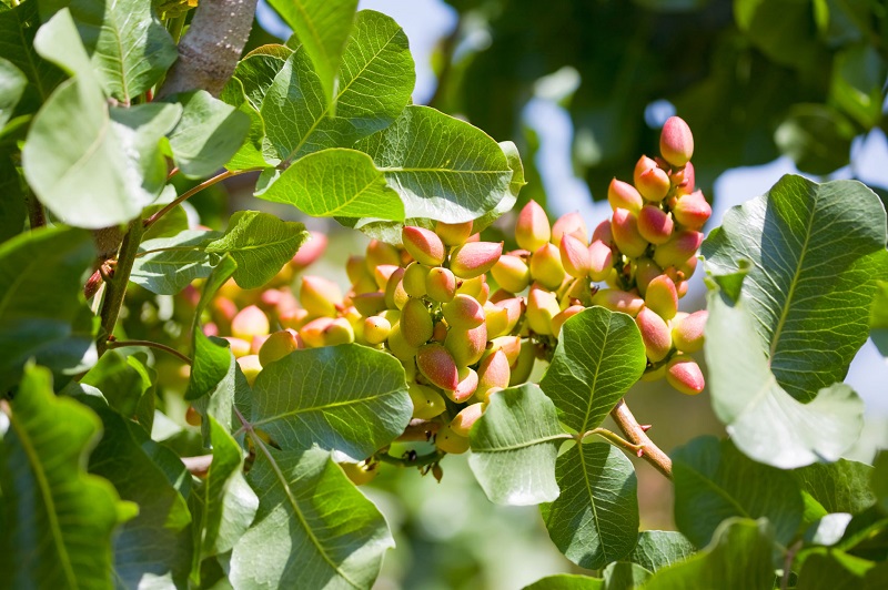 فروش نهال پسته