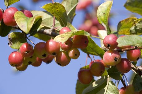 سیب مربایی