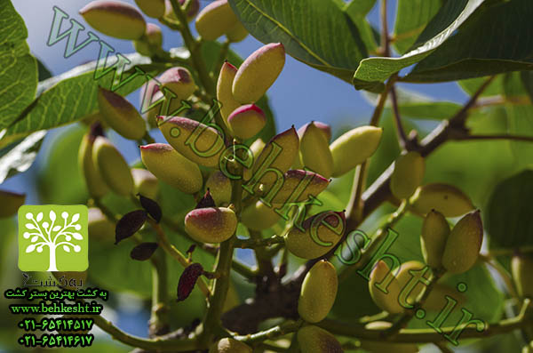 کود دهی به پسته