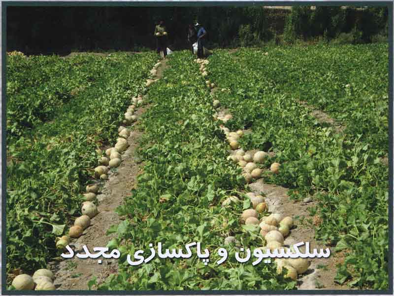 بذر طالبی سمسوری