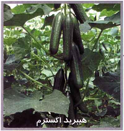 بذر خیار