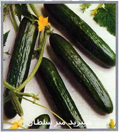 بذر خیار