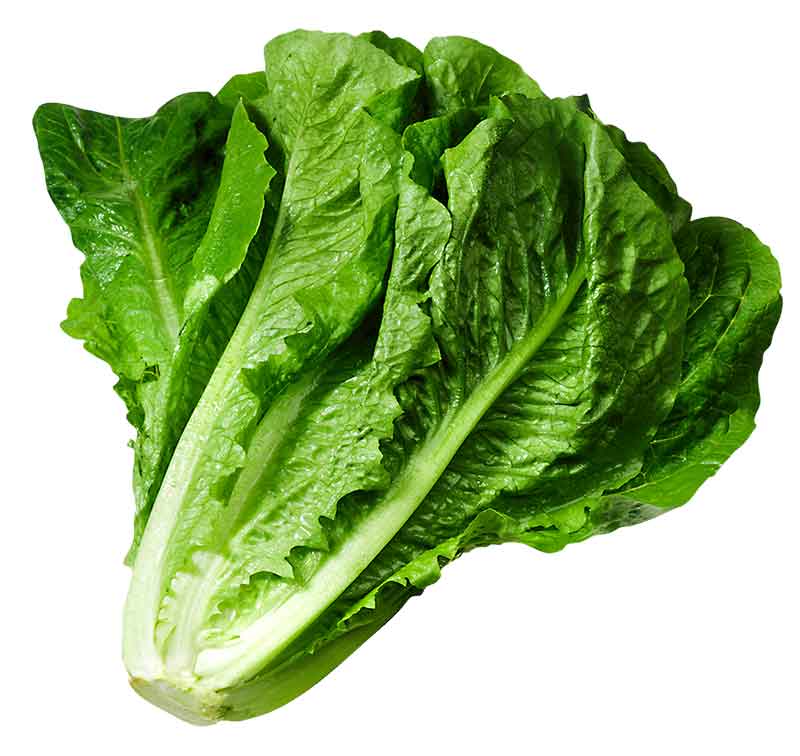 clipart green leafy vegetables - photo #27