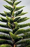 کاج مطبق