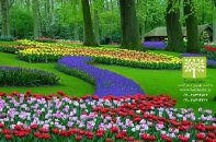 فضای سبز