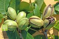 انواع نهال
