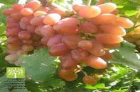 انواع نهال