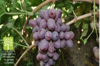 انواع نهال