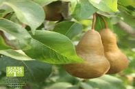 انواع نهال