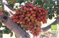 انواع نهال