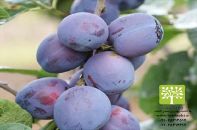 انواع نهال