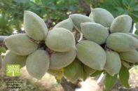 انواع نهال