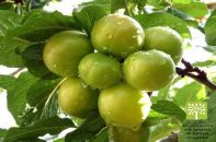 انواع نهال