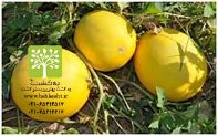 بذر