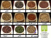 بذر