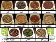بذر