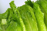 انواع نشاء