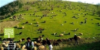 دامداری و دامپروری