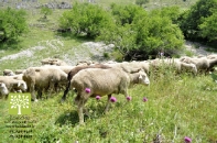 دامداری و دامپروری