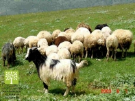 دامداری و دامپروری