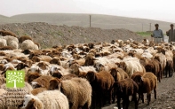 دامداری و دامپروری